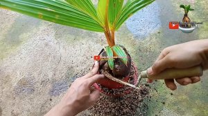 How to Plant High Bonsai Coconut Materials || Before the Leaf Reduction Process #bonsaikelapa