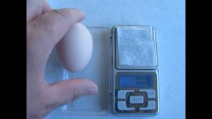 Вес яйца кур Джерсийского Гиганта  Новый рекорд  Отбор на вес яйца дает о себе знать