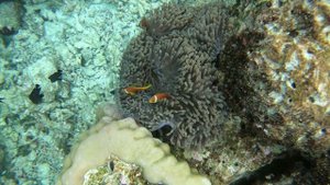 Vilamendhoo Island Resort & Spa – Malediven – Badeferien und Schnorcheln