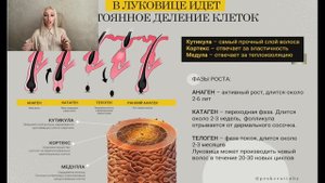 Строение волос на голове. Типы волос. НАСТОЯЩИЕ ФАКТЫ про волосы и кожи головы для парикмахера.