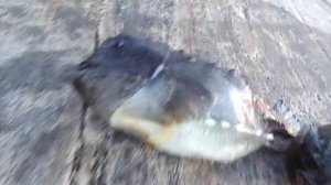 Рыба Пинагор