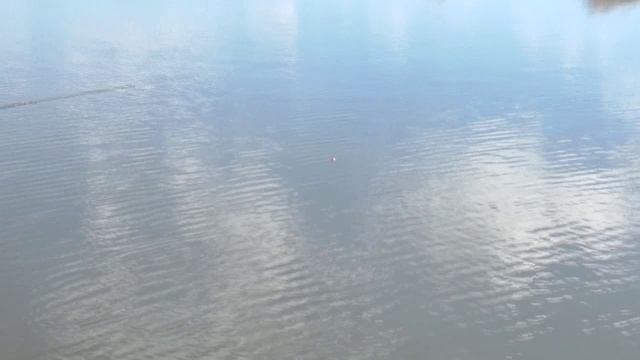 Ловим змейголова.wmv