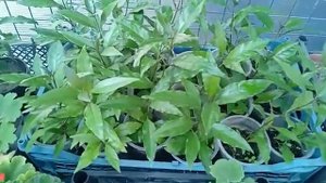 Псевдоэрантемум зацвел. Цена на рынке, цена в интернет-магазине. Уход и размножение.