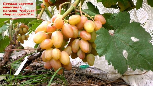 Виноград Соперник- новая форма винограда с розовыми ягодами и приятным мускатным вкусом. смотреть онлайн