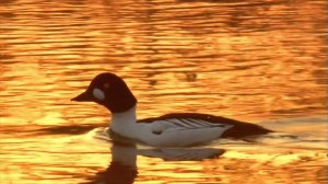 Гоголь обыкновенный (Bucephala clangula) - Common goldeneye