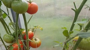 Томат Сибирский медведь. 2020