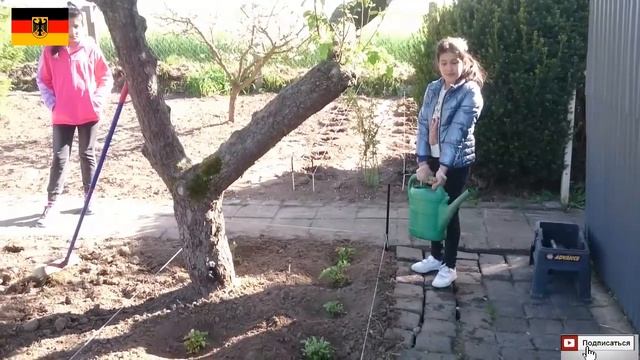 САЖАЕМ МАЛИНУ И КЛУБНИКУ НА ДАЧЕ!!! смотреть онлайн