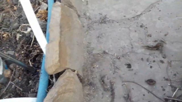 завершаю обрезку декоративных кустарников  спирея,жасмин чубушник и другие