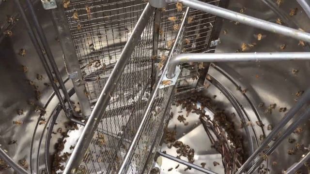 Пчелы чистят медогонку-22.08.19 смотреть онлайн