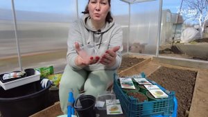 Не растут арбузы - научим с нуля. Три секрета выращивания арбузов в теплице.