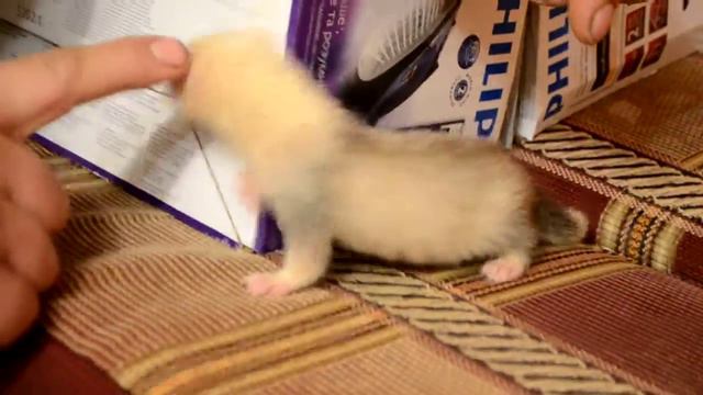 Хорёк учится ходить )) Безумно красивая девочка-хорюшка! смотреть онлайн