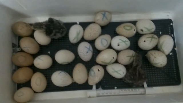 Вывод индюшат в инкубаторе смотреть онлайн