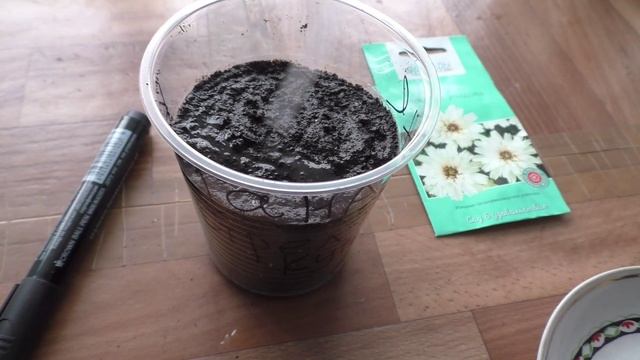 Посев катананхе на рассаду, первые всходы.