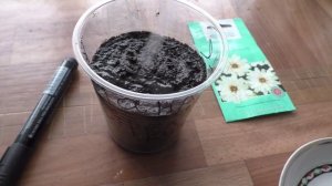 Посев катананхе на рассаду, первые всходы.