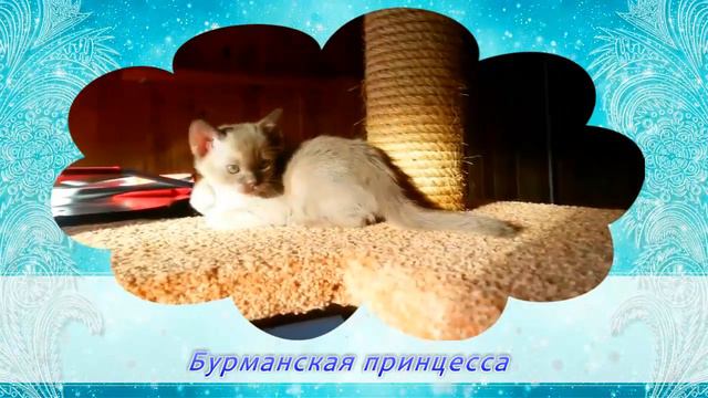 Busya Sun Aili смотреть онлайн