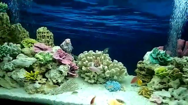 Встроенный аквариум в торговом центре. Стиль псевдоморе.
