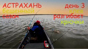 АСТРАХАНЬ ОКТЯБРЬ | ДЕЛЬТА ВОЛГИ ЧАСТЬ 3 | САЗАН РАЗГИБАЕТ КРЮЧКИ | БЕШЕННЫЕ ПОКЛЕВКИ ОДНА ЗА ДРУГОЙ