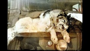 24 Якутия, медные котлы  Охота и Рыбалка  Ч 6 07 03 2023