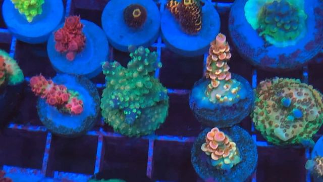 PR Fruity Pebbles Acro SPS Coral . Интернет магазин REEF EXCLUSIVE смотреть онлайн