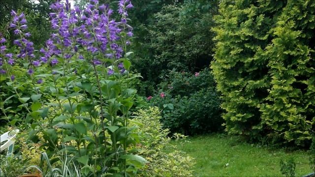 Мой прекрасный сад. Как визуально увеличить маленький сад. смотреть онлайн