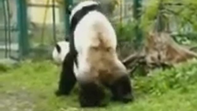 Эти милые панды трахаются тоже так мило)) смотреть онлайн