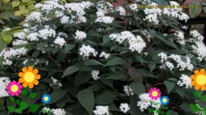 Посконник морщинистый Шоколад. Краткий обзор, описание характеристик eupatorium rugosa Chocolate