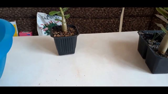 Адениум от посева до цветения 5 месяцев! смотреть онлайн