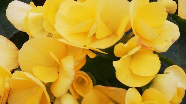 Muhteşem bir sera gezisi😍Neler var birlikte gezelim😍❤️ #sera смотреть онлайн