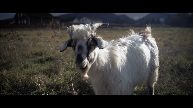 "Эй, за козла ответишь!" - не унимался один из этих местных смотреть онлайн