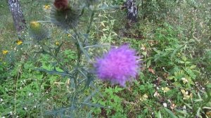 Расторопша... врачи-рвачи.Природа-лучший лекарь.