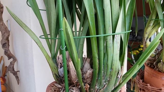 Орхидея Цимбидиум.Как отличить новую псевдобульбу от цветоноса.