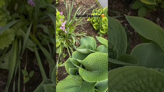 ДАЧА. ОТДЫХ В ПОДМОСКОВЬЕ, МОЖАЙСКИЙ РАЙОН #дача #дачавподмосковье #цветынадаче #цветы смотреть онлайн