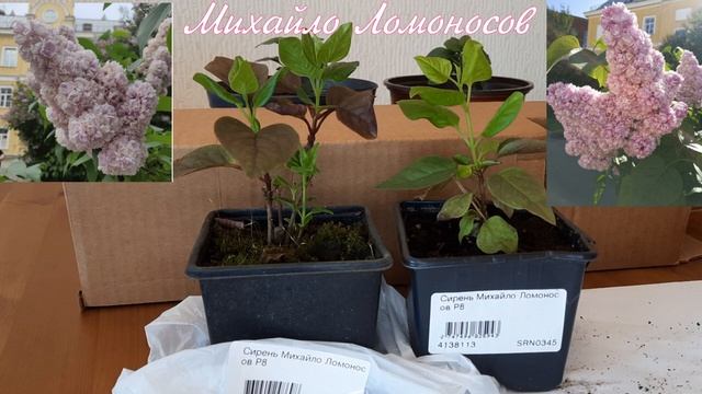 РАСПАКОВКА 2023! Сирени из Подворья! Михайло Ломоносов, Федерико Гарсиа Лорка и День Победы! смотреть онлайн