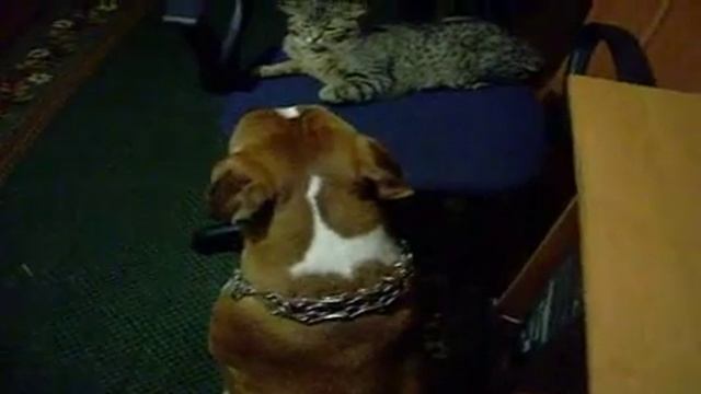 Боксёр и кошка(иди в баню) смотреть онлайн