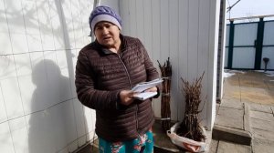 Продажа саженцев и черенков винограда.