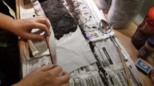 Новые тонкости посадки лука - чернушки в улитку