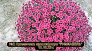 №2 Хризантема мультифлора РИМКАБЕЛЬ 12 10 23 г