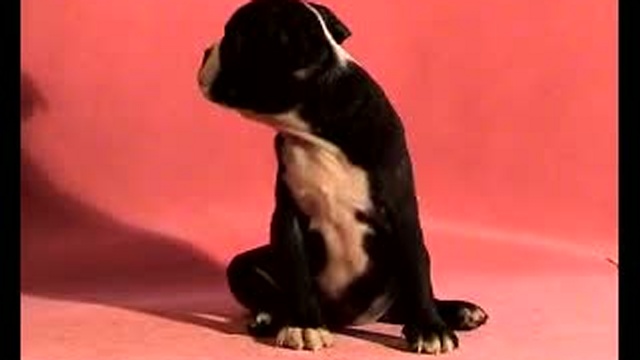 Щенки бостон терьера, 2 мес, помет 14,06,10 смотреть онлайн