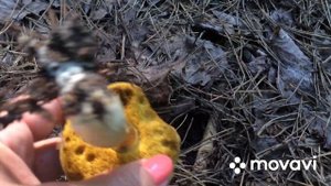 Грибной сезон 2020 г. Грибы в жару. Гебелома горчичная. Подберезовики, млечники и другие.