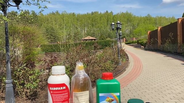 Розы. Все секреты ухода за розами весной. Укрывать розы в зиму или нет? Сравним результат зимовки.? смотреть онлайн