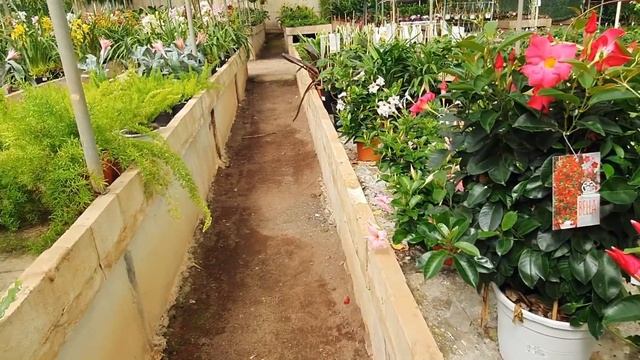 Мега обзор растений в садовом центре El Godoy, часть вторая. Гран Канария, май 2021. смотреть онлайн