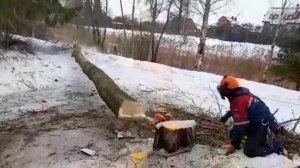 спил дерева целиком при помощи клиньев