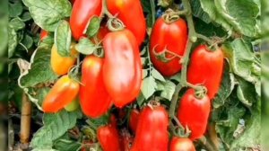 ТОМАТЫ САН МАРЦАНО (СОРТОВЫЕ) КОЛЛЕКЦИЯ ЛИПАТОВОЙ АНАСТАСИИ // ВАЦАП ДЛЯ ЗАКАЗА 89152458159