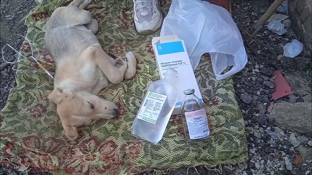 Выжить и обрести дом - это главная задача малышиков / Приют для собак г Ефремов смотреть онлайн