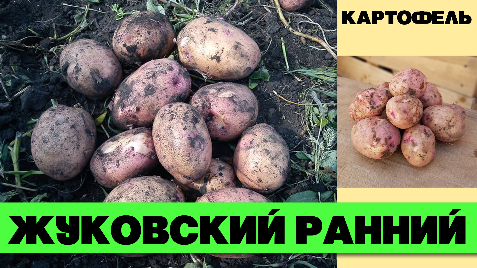 Жуковская сорт картофеля. Картофель Жуковский ранний. Сорт картофеля Жуковский. Жуковский ранний картофель характеристика.