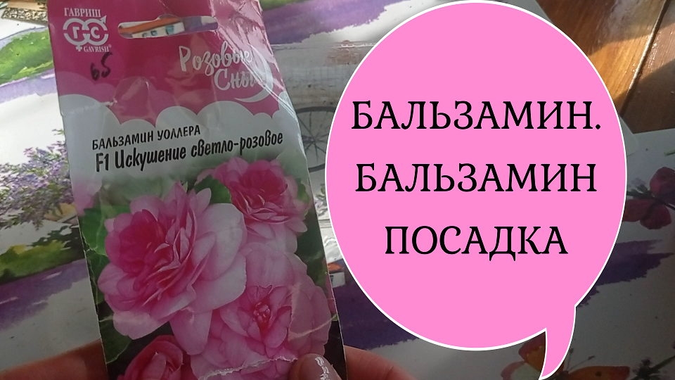 БАЛЬЗАМИН.БАЛЬЗАМИН ПОСАДКА #бальзамин#бальзаминизсемян#бальзаминпосадка#
