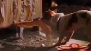 Раз собака два собака три четыре пять 2839 2016