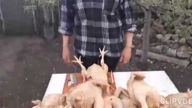 #Забой бройлеров#Вес бройлера при забое.