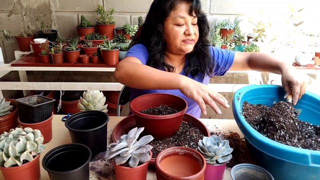 transplando mis suculentas en mi jardin 🪴 смотреть онлайн