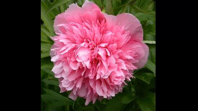 #Многолетники49 #Пионы7 #Цветы для сада и бизнеса от Ольги Шевчук смотреть онлайн